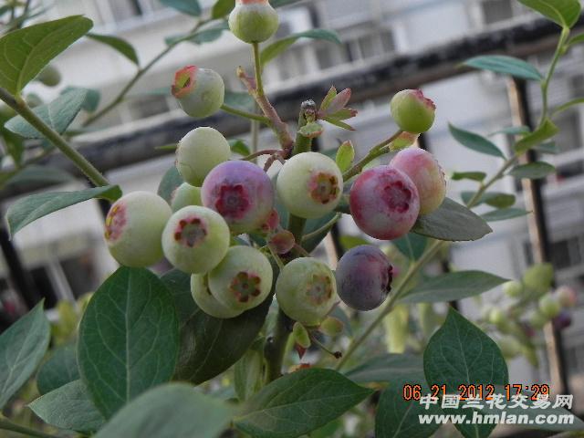 蓝莓苗组合(3)多年生2棵