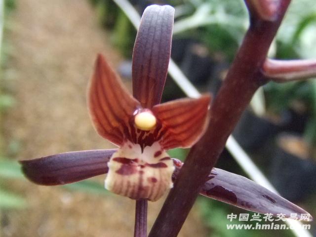 墨兰十大名花金华山出斑稿艺(带1花)