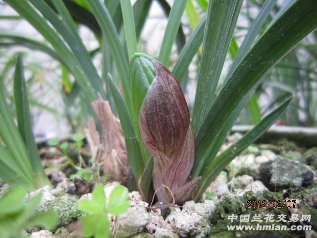 精品壮苗老种大富贵带花苞 - 中国兰花交易网