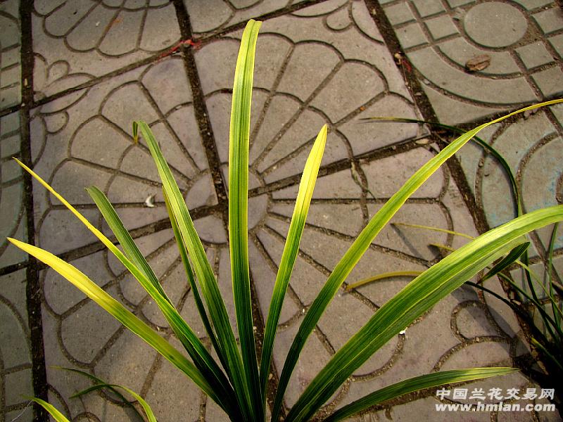 蕙兰虎斑——(花艺双全)前龙