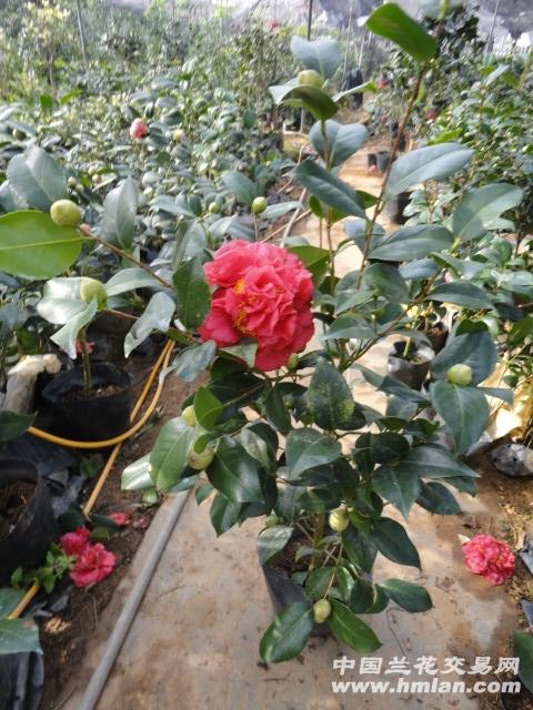 红香花 克瑞墨52高 特价