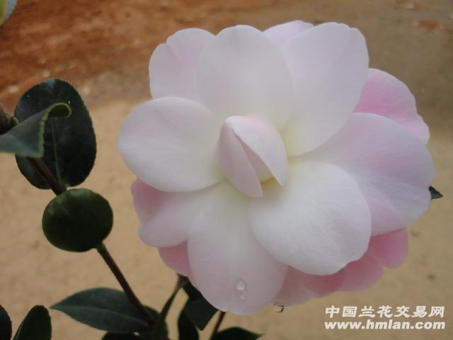 飘柔茶花 现花拍