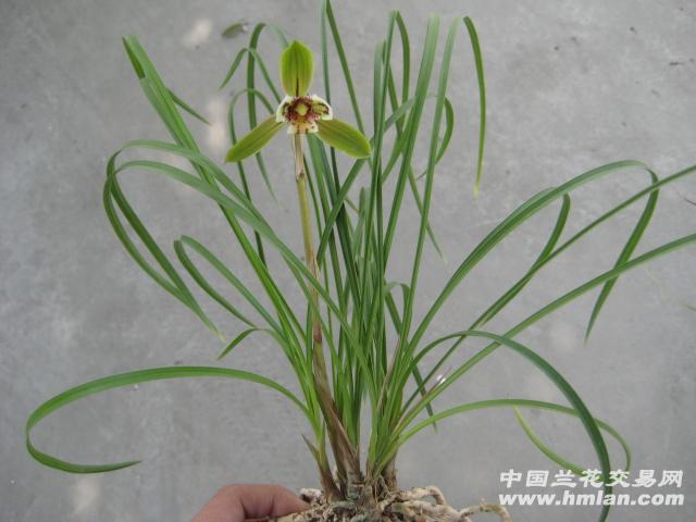 汗血宝马-特壮苗-已开花 中国兰花交易网