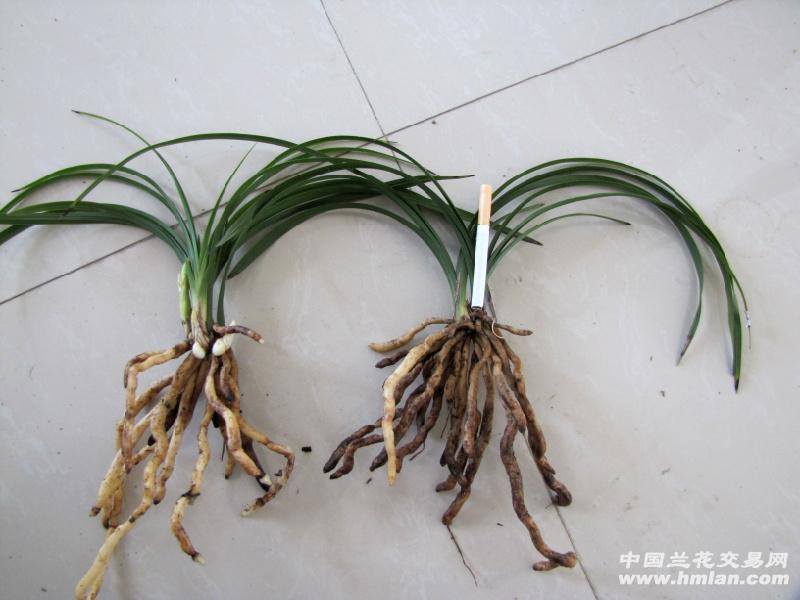 (已售)蕙兰矮草钝头弯弓叶荷型素-引种苗图片