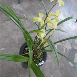 黄光登 中国兰花交易网