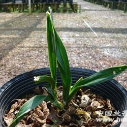 春兰水晶荷瓣---3苗