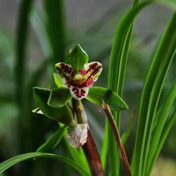 豆瓣花蝴蝶【壮苗】1