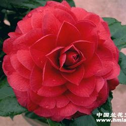(零起拍)紫叶红花贝拉大玫瑰高33公分