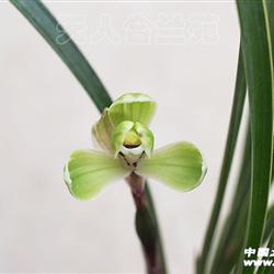 中华一品梅