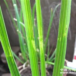 9c【蕙兰水晶斑草】