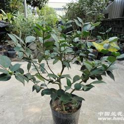 特价【多花蕾】千里香-茶花,高60、头直径2公
