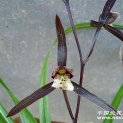 黑美人 春兰叶形