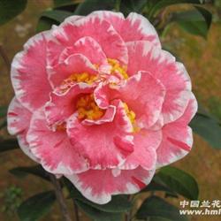 琼克莱尔(带苞)-茶花,52公分高