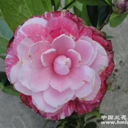 现花拍:鸳鸯凤冠-茶花,精选好形,65公分高