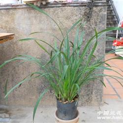 台北小姐 中国兰花交易网