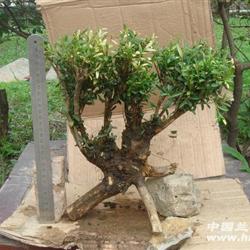 本拍品是贵州野生雀舌黄杨树
