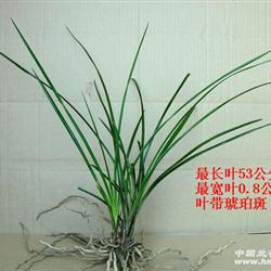 下山水晶斑草-89