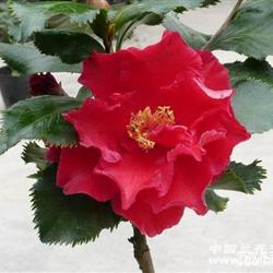 多枝带现花苞,皱叶奇花茶花,高52公分(316)