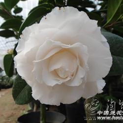 茶花!瑞雪(瑞雪兆丰年)高88公分28花苞