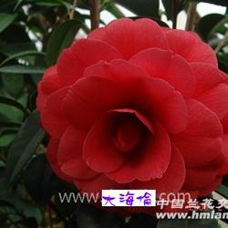 茶花!大海伦!高65公分16个花苞