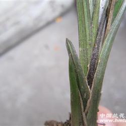 45b【叶甲乳化】 - 中国兰花交易网