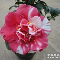现花:花蝴蝶-茶花(带苞),44公分高【1】
