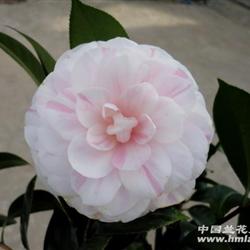 (现花)<em>七仙女</em>-茶花,53公分高