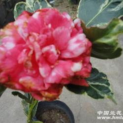 现花牟天神乐(银吉祥)- 茶花 36公分高