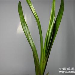 惠兰叶型水晶