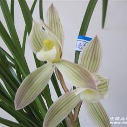 荷型圆舌赤壳素4苗1芽1花(a-313 中国兰花交易网