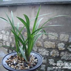带2花苞-宋梅 - 中国兰花交易网