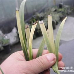 漂亮极品春剑斑艺草