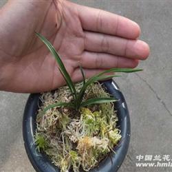 春兰多叶厚皮草(带龙根) - 中国兰花交易网