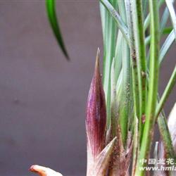 龙根春兰花壳鼓苞好赌草[请细品图]