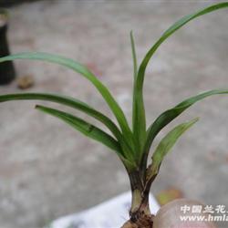 彩脚多叶草(龙根)