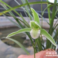 2012024细叶寒兰素舌尾