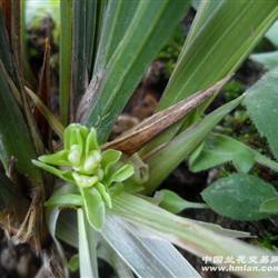 蕙兰青杆青花剥花【梅瓣】 带花1