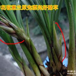 奇花苞蕙兰原兜漂亮好赌草