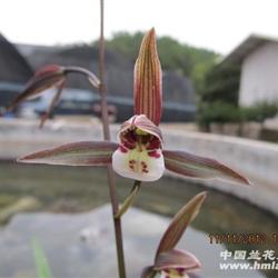 2012092转色紫红圆舌好品 - 中国兰花交易网