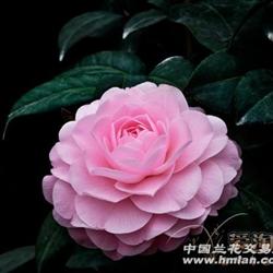 维吉尼亚乌马克茶花 24公分