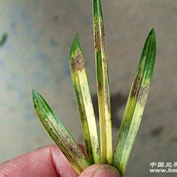 春兰金黄虎斑 - 中国兰花交易网