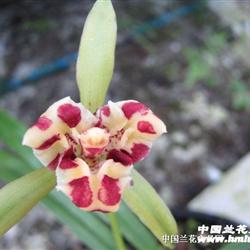 一门三父子(子母苗带小芽)