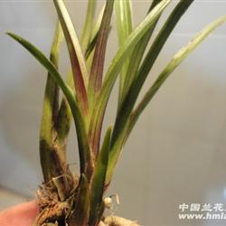 下山龙根【春剑】-红草,赌红素