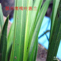 瓢形鹰嘴叶蕙兰好赌草图片