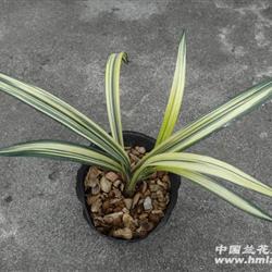 黄金万代福 - 中国兰花交易网