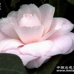 带花苞甜蜜的梦茶花高13公分(100)