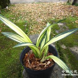 黄金达摩 - 中国兰花交易网
