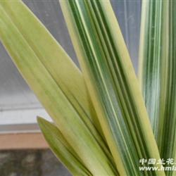 黄金宝艺.批发 - 中国兰花交易网