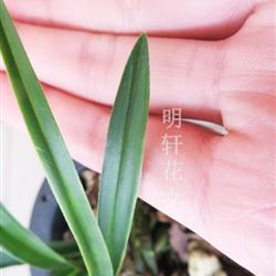 老种 绿云梭镖头 3壮苗带芽 950起拍