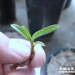 刚挖下山 蜜蜂兰 苹果头